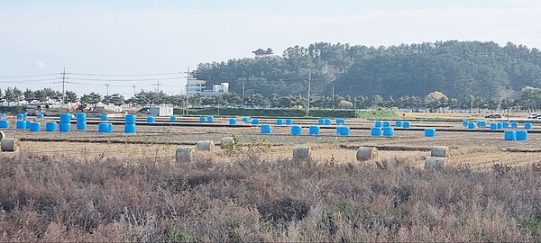 소 먹이 볏 짚단 … 근남면 수산 들판